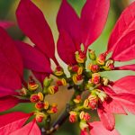 Poinsettia Buds