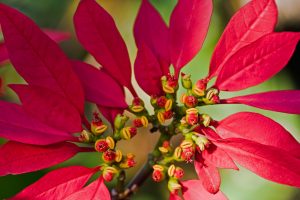 Poinsettia Buds