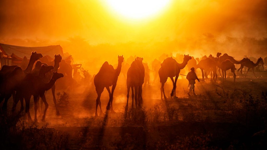 Pushkar Camels