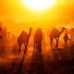 Pushkar Camels