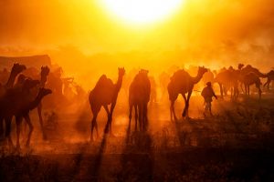 Pushkar Camels