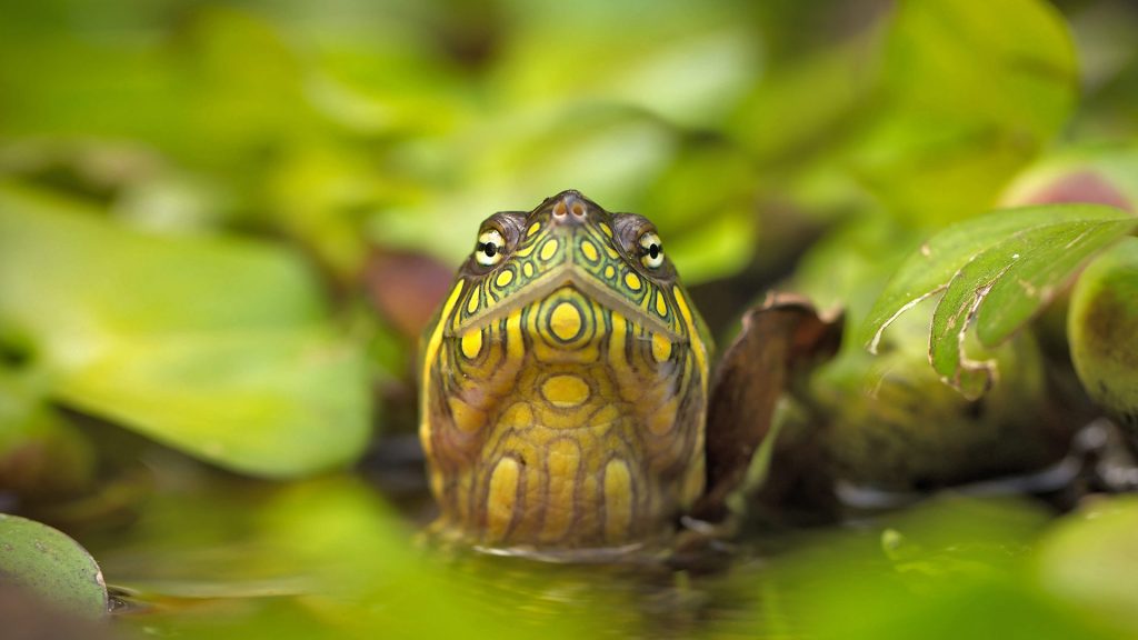 Red Eared Slider