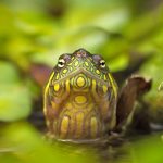 Red Eared Slider