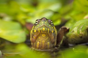 Red Eared Slider