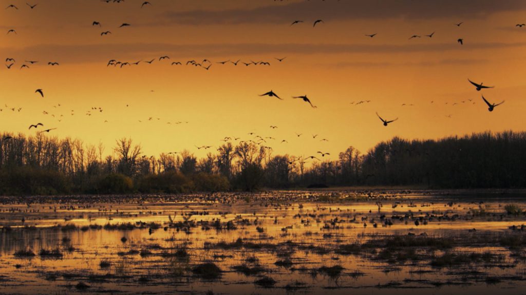 Sacramento Wildlife Refuge Geese