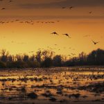 Sacramento Wildlife Refuge Geese