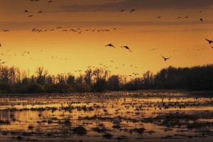 Sacramento Wildlife Refuge Geese