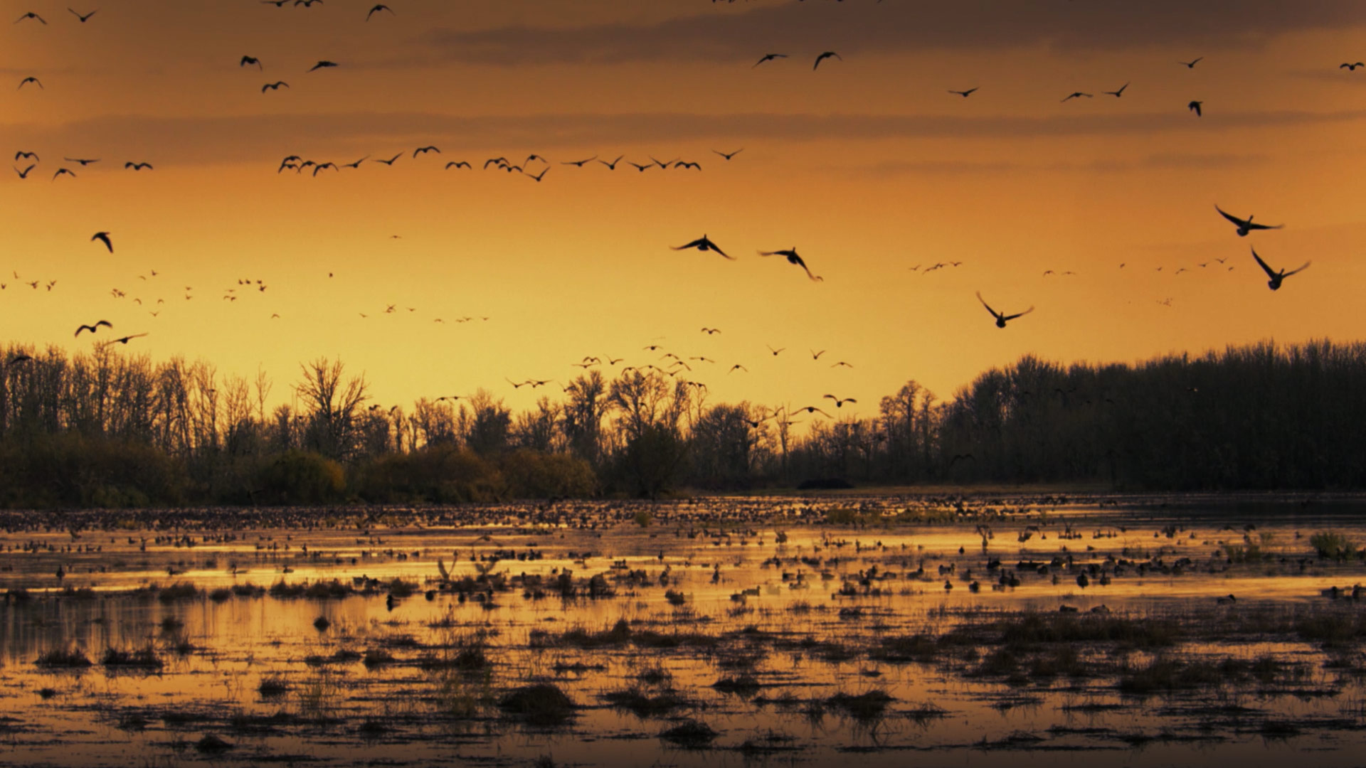 Sacramento Wildlife Refuge Geese