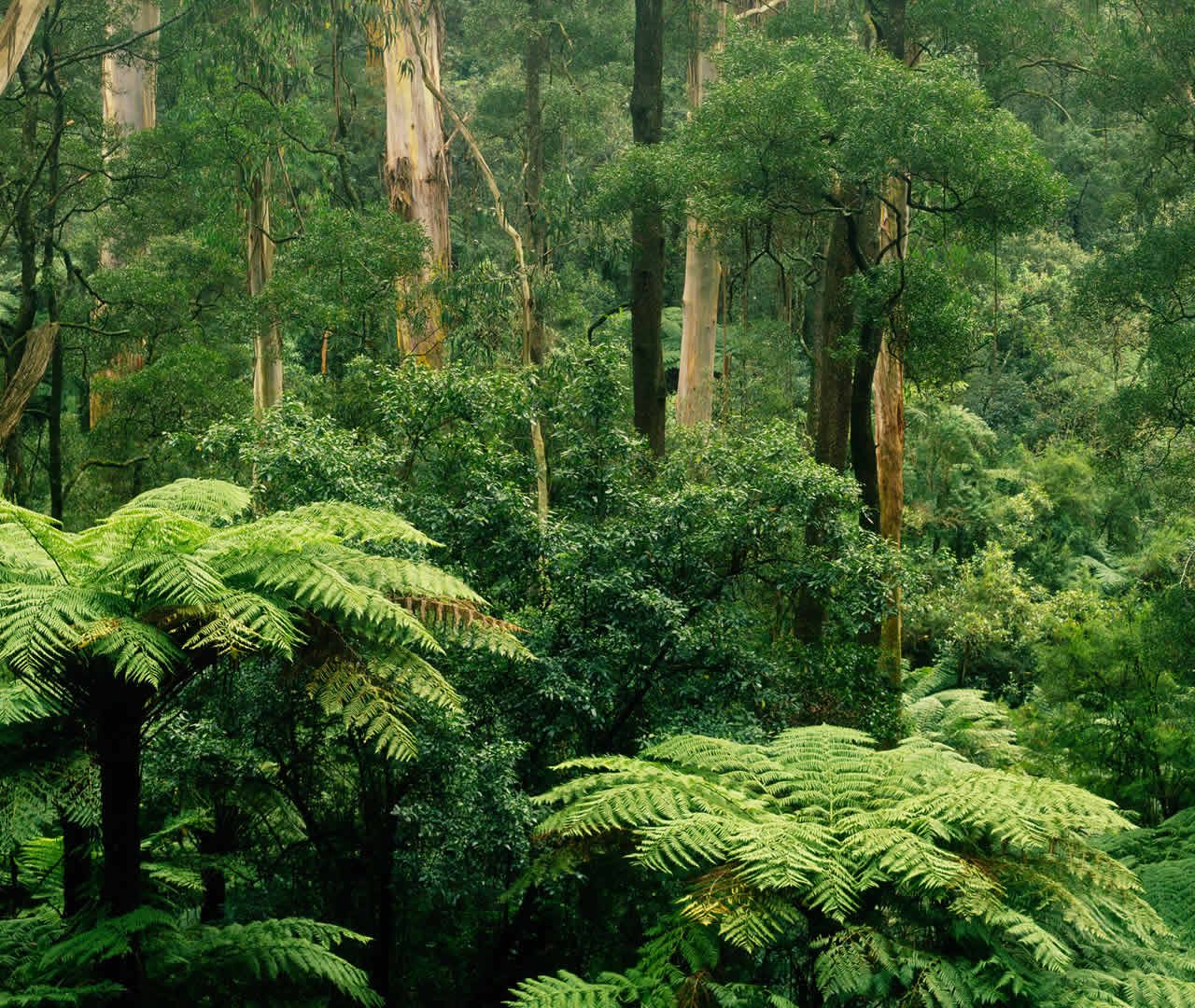 Зона влажных лесов австралии. Дерево сельвы Южной Америки. Вечнозелёные тропические леса Южной Америки. Тайга джунгли Сельва. Эвкалиптовые леса Австралии.