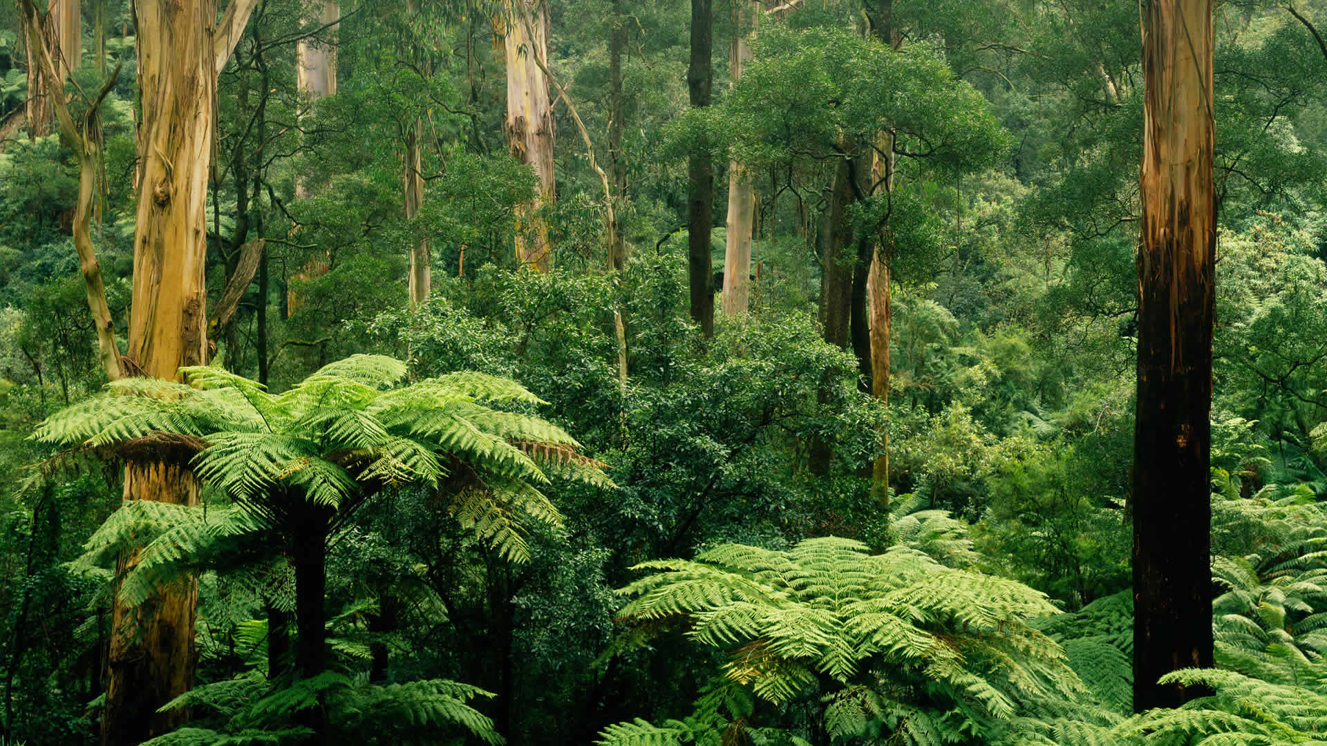 Sherbrooke Forest