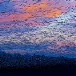 Snow Goose Migration