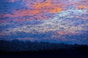 Snow Goose Migration