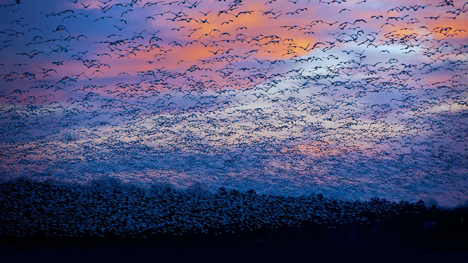 Snow Goose Migration