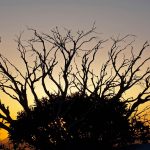 Snow Gum Razorback