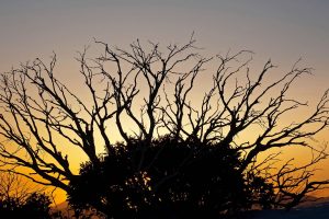 Snow Gum Razorback