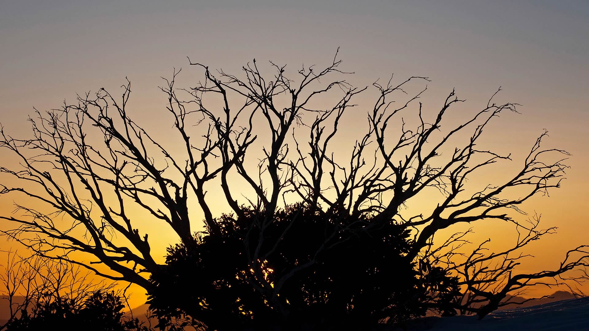 Snow Gum Razorback