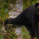 Spectacled Bear