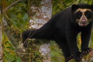 Spectacled Bear