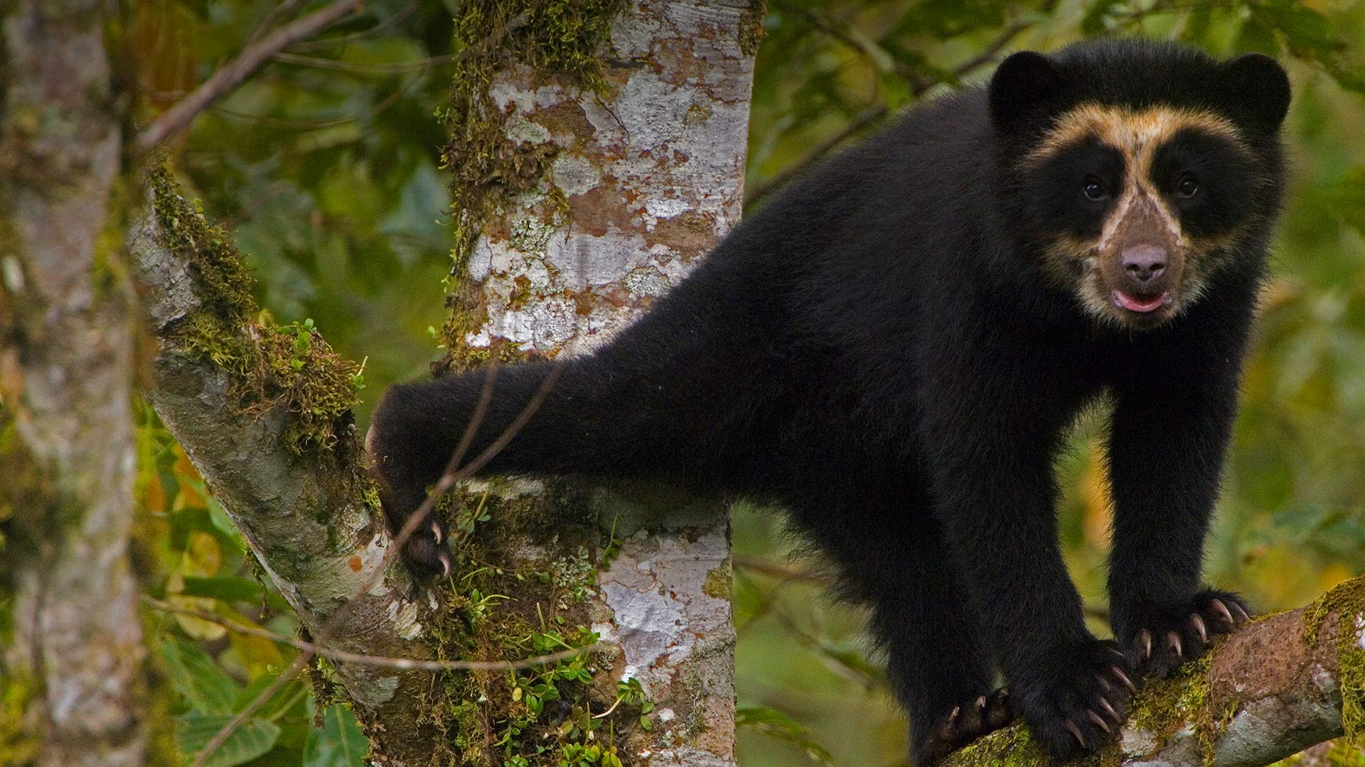 Spectacled Bear