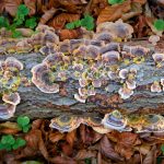 Turkey Tail