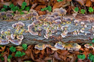 Turkey Tail