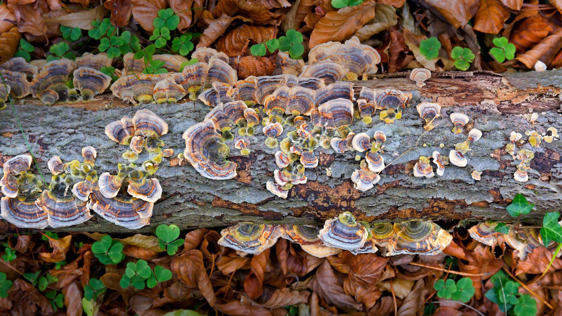 Turkey Tail