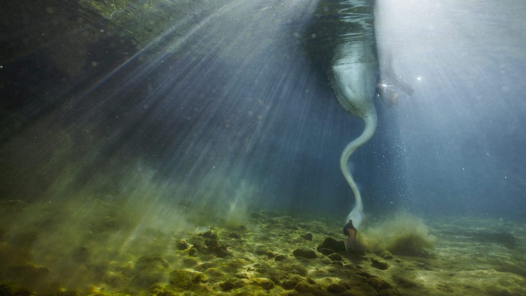 Underwater Swan