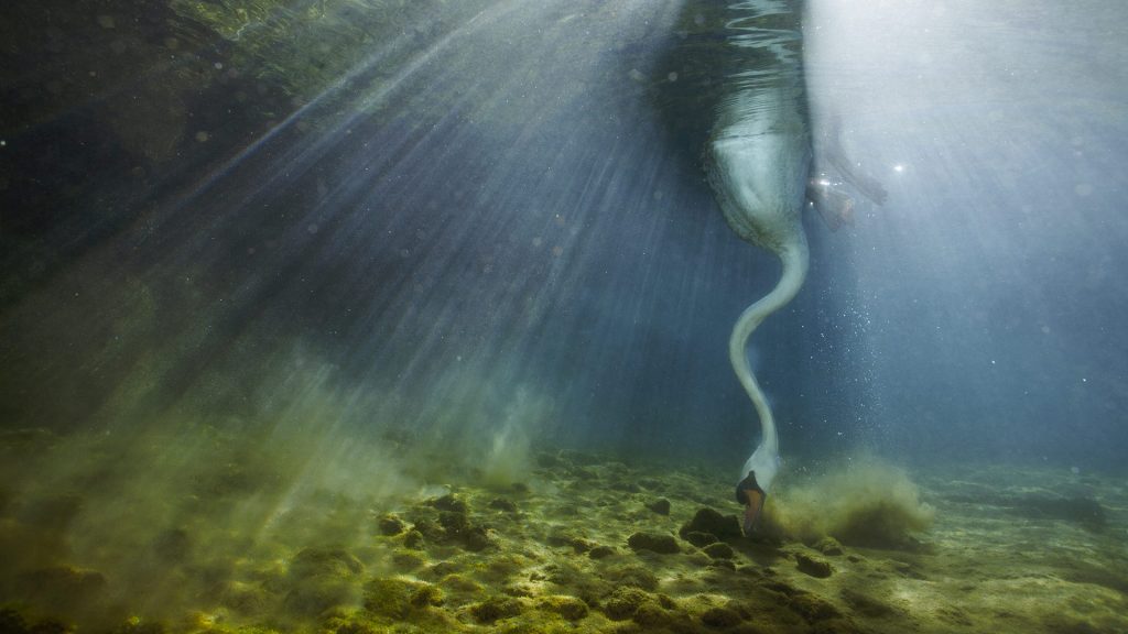 Underwater Swan – Bing Wallpaper Download