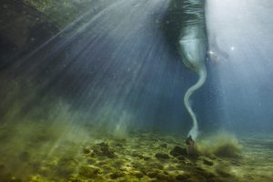 Underwater Swan