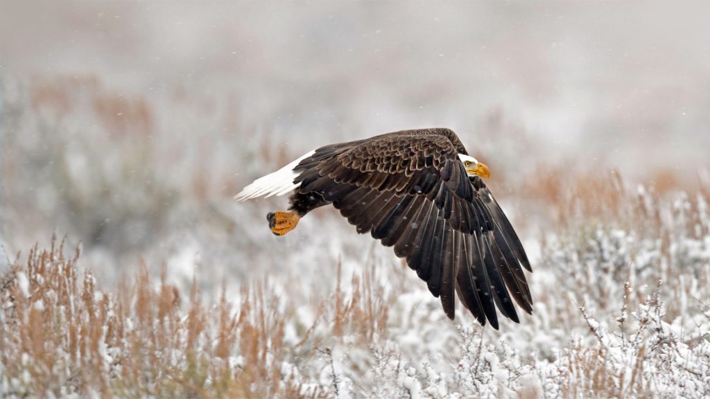 WY Bald Eagle