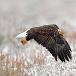 WY Bald Eagle