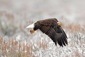 WY Bald Eagle