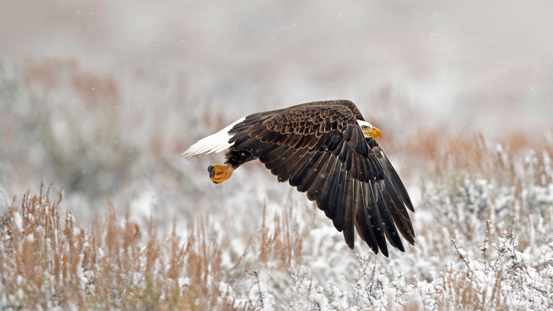 WY Bald Eagle