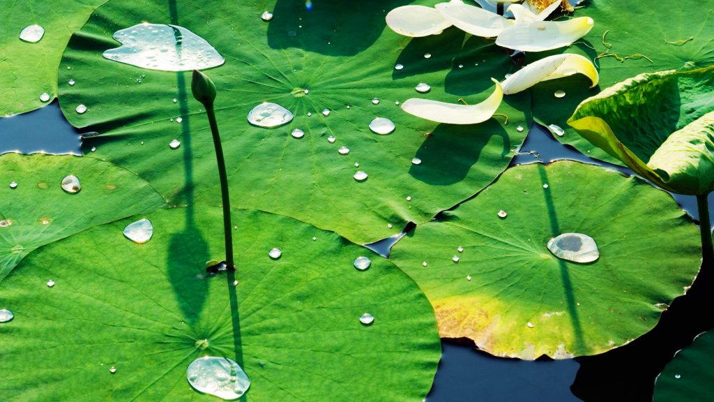 Waterlilies Yuanmingyuan