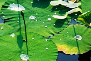 Waterlilies Yuanmingyuan