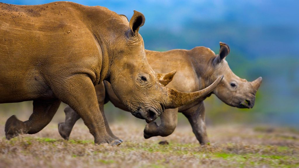 White Rhinos