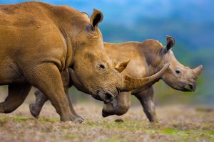 White Rhinos