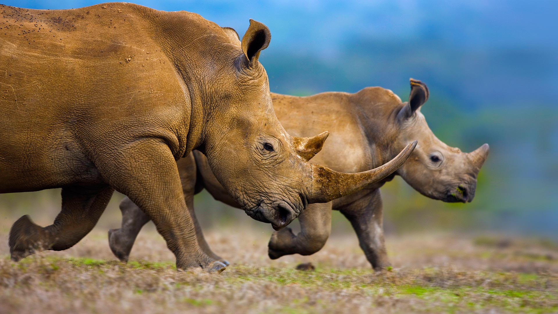 White Rhinos - Bing Wallpaper Download