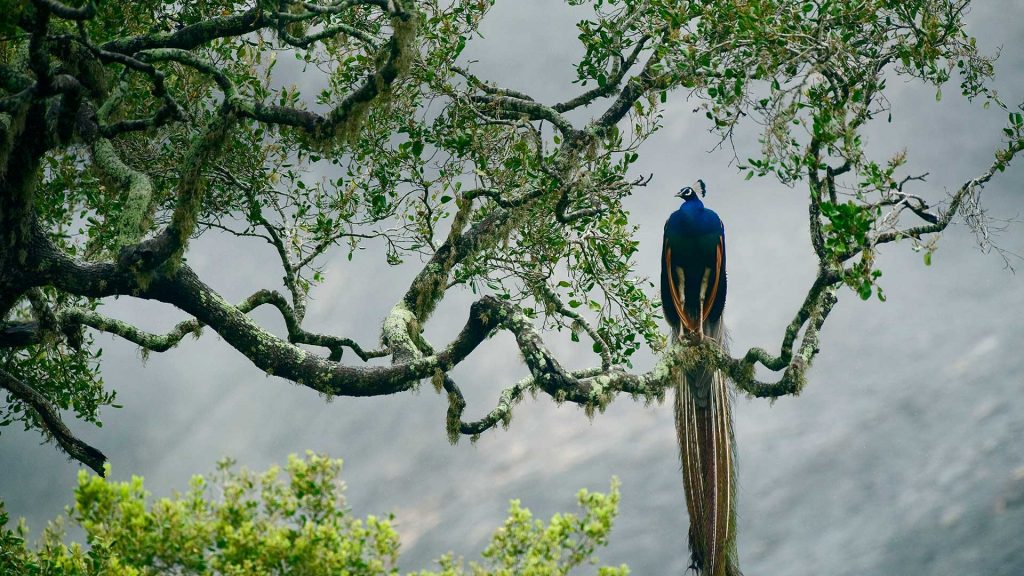 Yala NP Peafowl