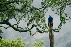 Yala NP Peafowl