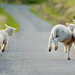 Young Lambs Frolicking
