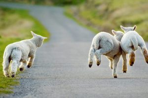 Young Lambs Frolicking