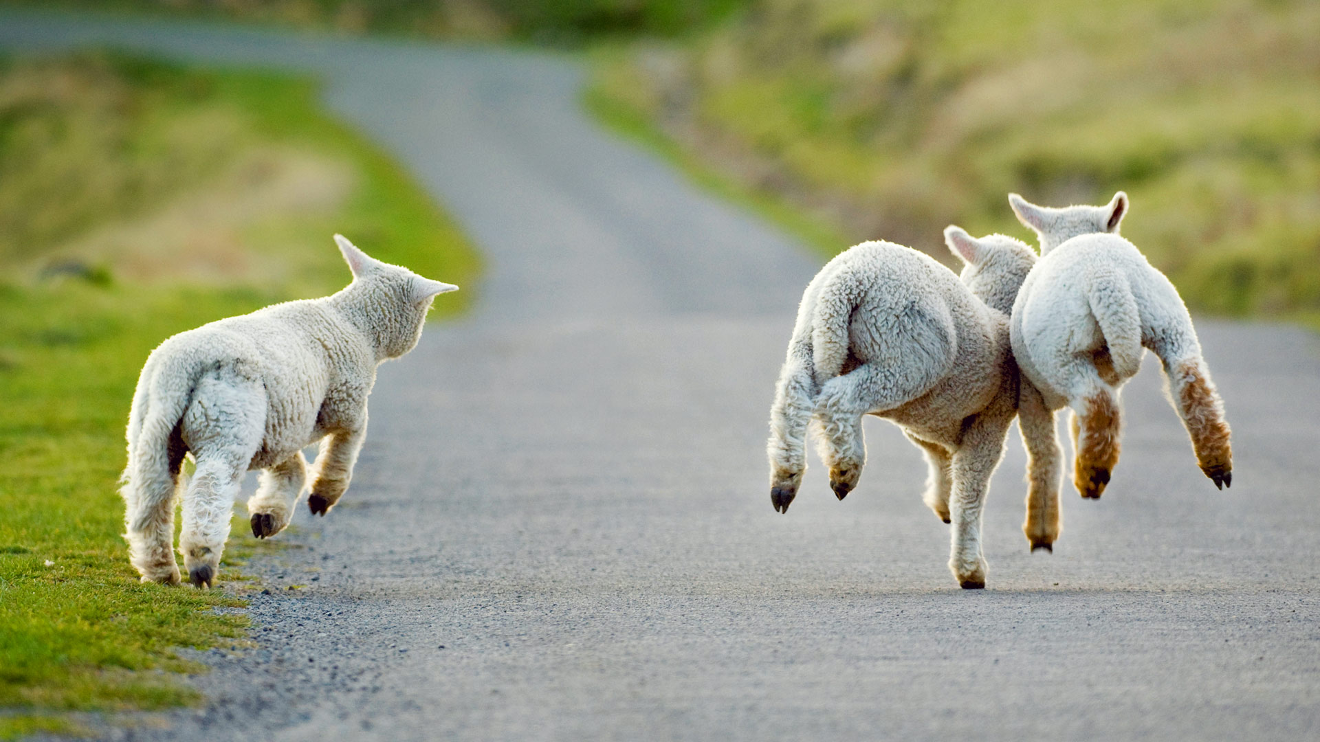 Young Lambs Frolicking