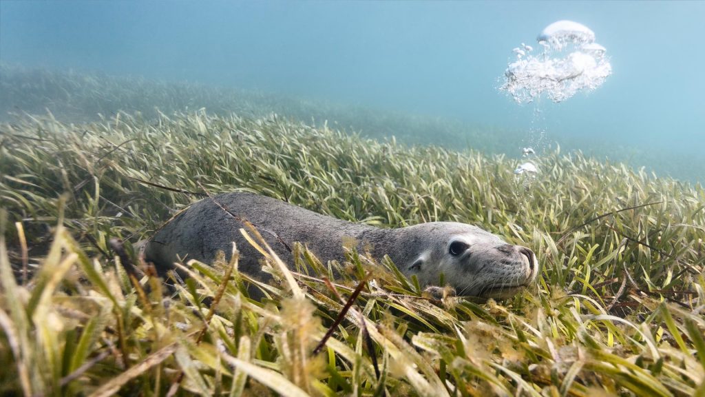 Australian Sea Lion Carnac