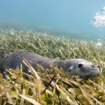 Australian Sea Lion Carnac