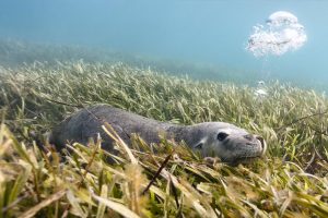 Australian Sea Lion Carnac