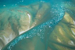 Beluga Whales