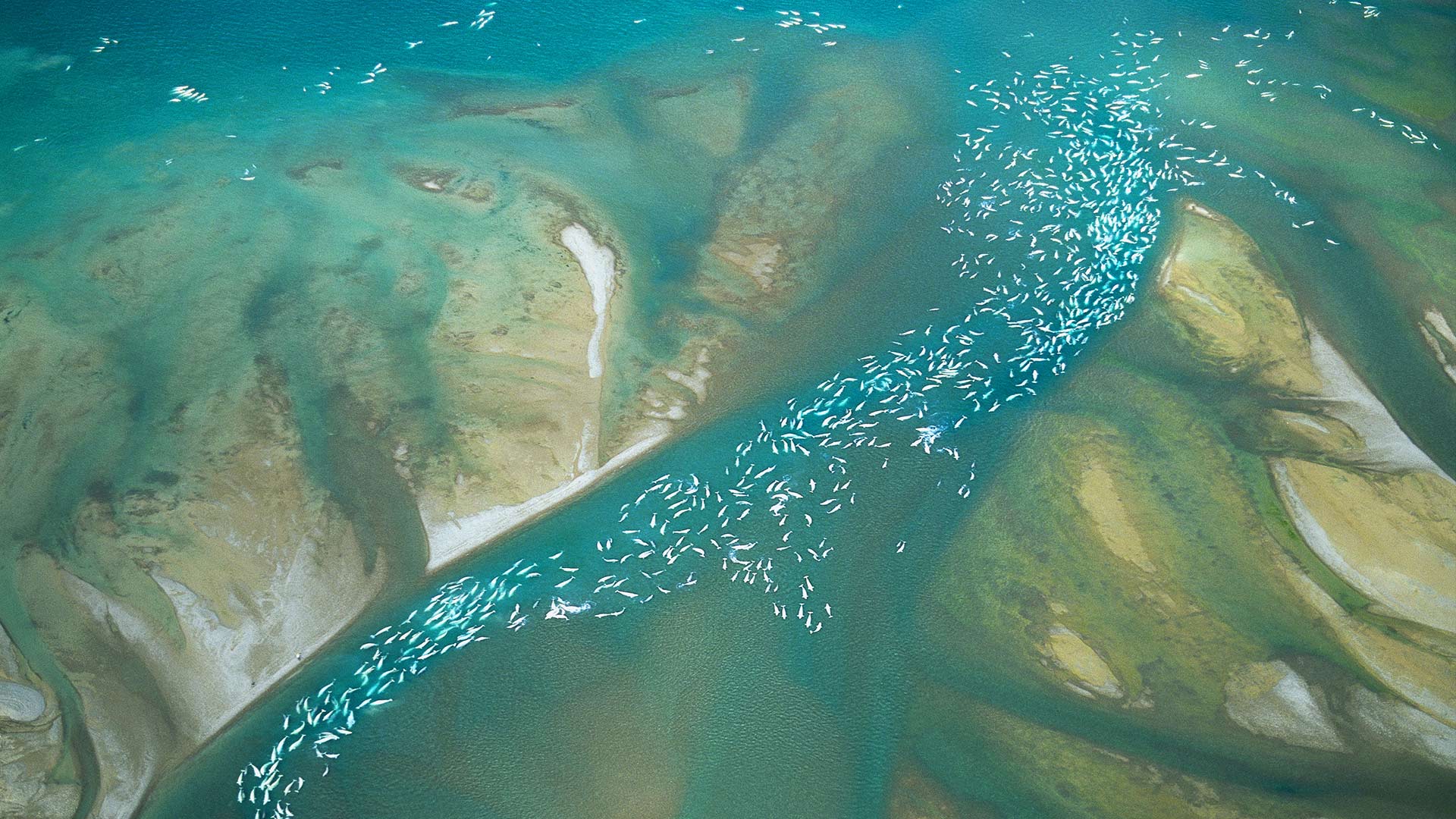 Beluga Whales