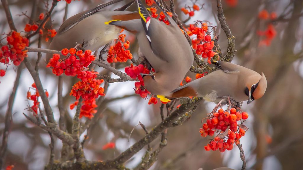 Bohemian Waxwings