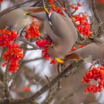 Bohemian Waxwings